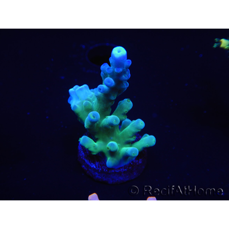 WYSIWYG Acropora 15B8 Australia acclimatato a led