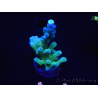 WYSIWYG Acropora 15B8 Australia acclimatato a led