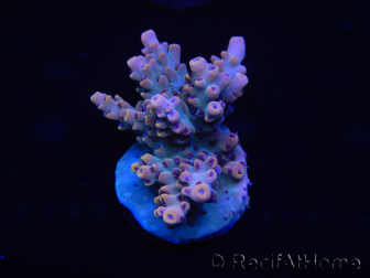 WYSIWYG Acropora millepora 15C1 Maricoltura acclimatata LED