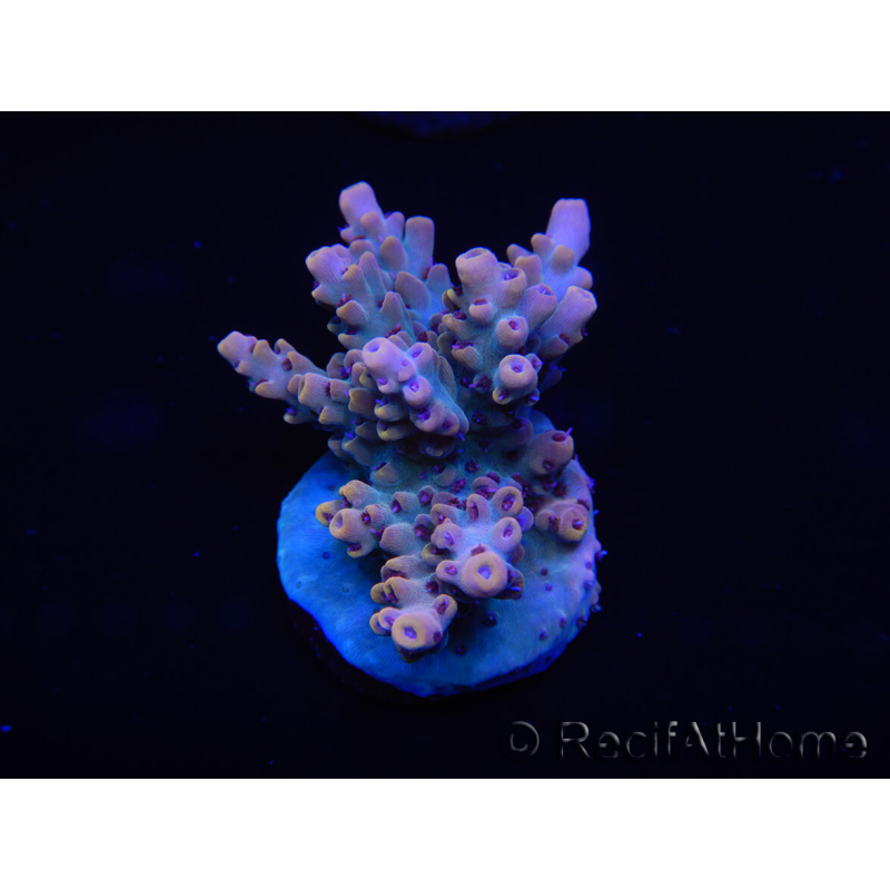 WYSIWYG Acropora millepora 15C1 Maricoltura acclimatata LED