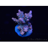 WYSIWYG Acropora millepora 15C1 Maricoltura acclimatata LED