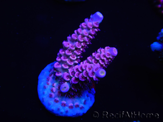 WYSIWYG Acropora millepora 15C2 Mariculture acclimaté led