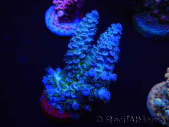 WYSIWYG Acropora tenuis 15C3 Mariculture acclimaté led