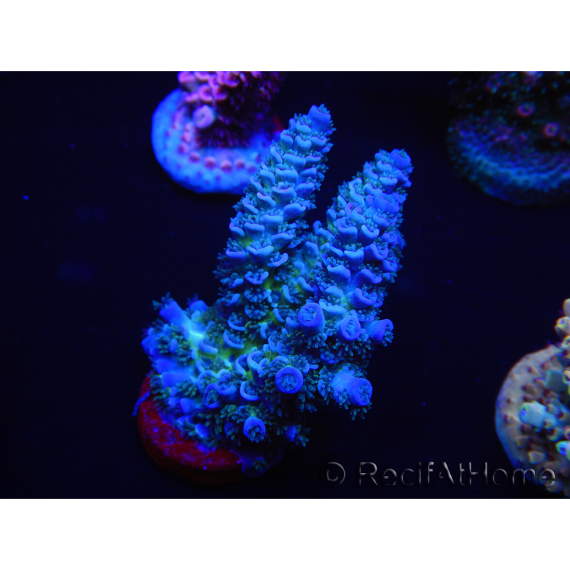 WYSIWYG Acropora tenuis 15C3 Mariculture acclimaté led