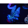 WYSIWYG Acropora tenuis 15C3 Mariculture acclimaté led