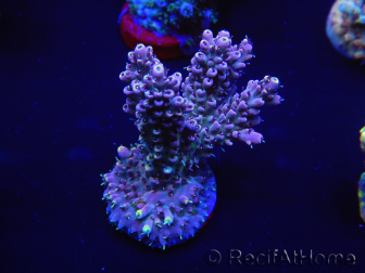 WYSIWYG Acropora 15C4 Australie acclimaté led