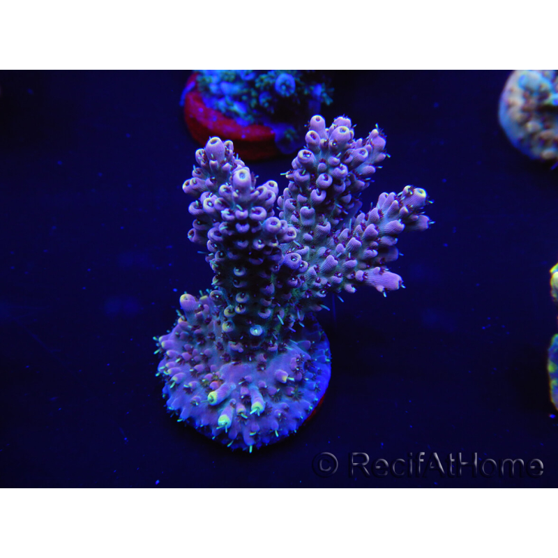 WYSIWYG Acropora 15C4 Australie acclimaté led