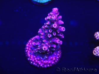 WYSIWYG Acropora 15D2 Australia acclimatato a led