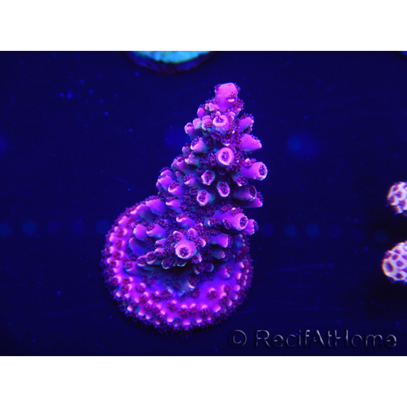 WYSIWYG Acropora 15D2 Australia acclimatato a led