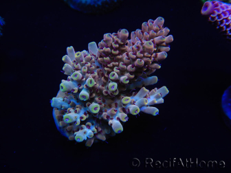 WYSIWYG Acropora tenuis 15D5 Maricultura acclimatata a led