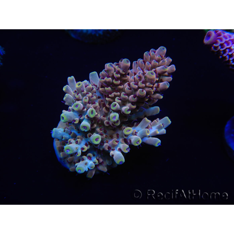 WYSIWYG Acropora tenuis 15D5 Maricultura acclimatata a led