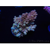 WYSIWYG Acropora tenuis 15D5 Maricultura acclimatata a led