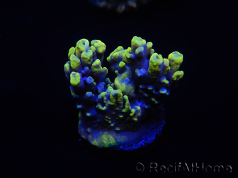 WYSIWYG Acropora tenuis 15E3 Maricoltura acclimatata a LED