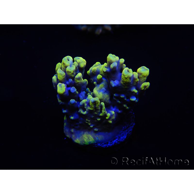 WYSIWYG Acropora tenuis 15E3 Maricoltura acclimatata a LED