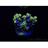 WYSIWYG Acropora tenuis 15E3 Maricoltura acclimatata a LED