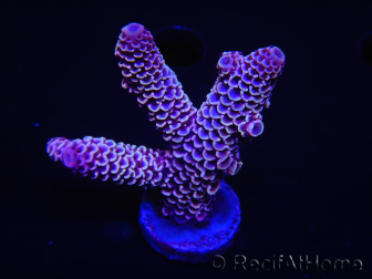 WYSIWYG Acropora tenuis 15E4 Maricultura acclimatato a LED