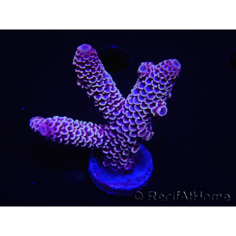 WYSIWYG Acropora tenuis 15E4 Maricultura acclimatato a LED