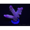 WYSIWYG Acropora tenuis 15E4 Maricultura acclimatato a LED