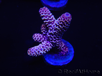 WYSIWYG Acropora millepora 15E6 Mariculture acclimaté led