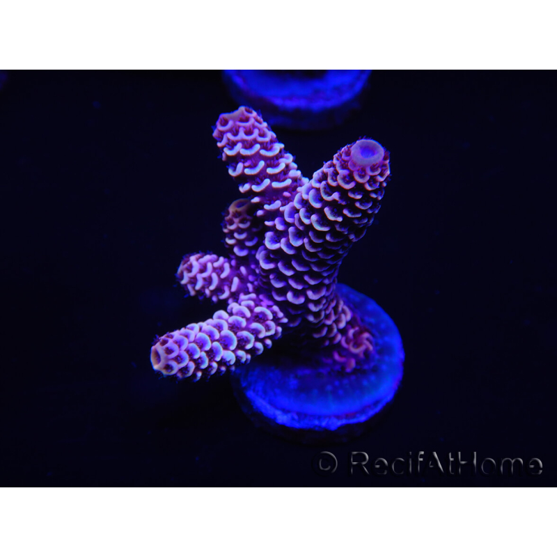 WYSIWYG Acropora millepora 15E6 Mariculture acclimaté led