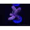 WYSIWYG Acropora millepora 15E6 Mariculture acclimaté led