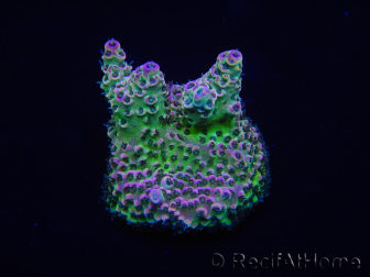 WYSIWYG Acropora 15E7 Australia acclimatato led