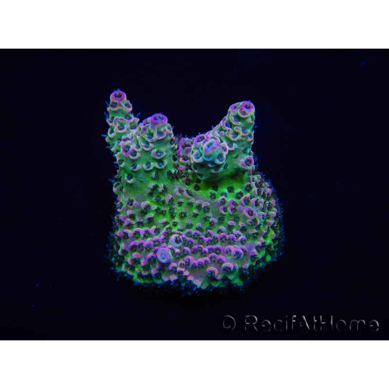 WYSIWYG Acropora 15E7 Australia acclimatato led