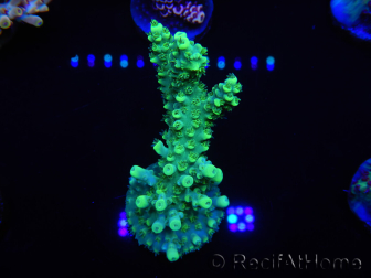 WYSIWYG Acropora spathulata 15F2 Australia acclimatata LED