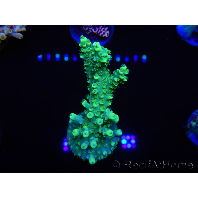 WYSIWYG Acropora spathulata 15F2 Australia acclimated LED