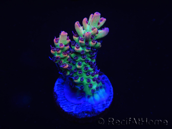 WYSIWYG Acropora 15F4 Australia acclimatata led