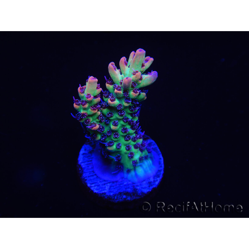 WYSIWYG Acropora 15F4 Australia acclimatata led