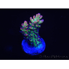 WYSIWYG Acropora 15F4 Australia acclimatata led