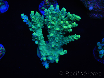 WYSIWYG Acropora 15G4 Australie acclimaté led