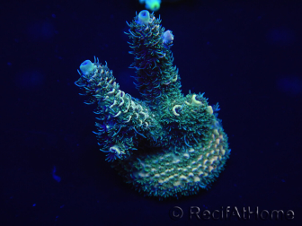 WYSIWYG Acropora tenuis 15H1 maricultura aclimatada led