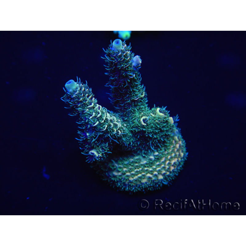 WYSIWYG Acropora 15H1 Australia acclimatato led