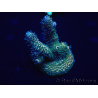 WYSIWYG Acropora 15H1 Australia acclimatato led