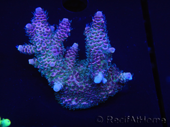 WYSIWYG Acropora millepora 15H4 Maricoltura acclimatata a led