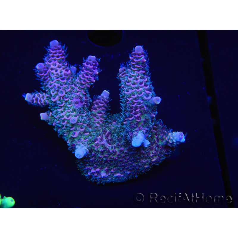 WYSIWYG Acropora millepora 15H4 Maricoltura acclimatata a led