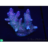 WYSIWYG Acropora millepora 15H4 Maricoltura acclimatata a led