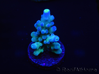 WYSIWYG Acropora millepora 15H8 Mariculture acclimaté led