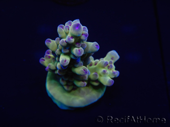 WYSIWYG Acropora millepora 15H9 Maricultura acclimatata a LED