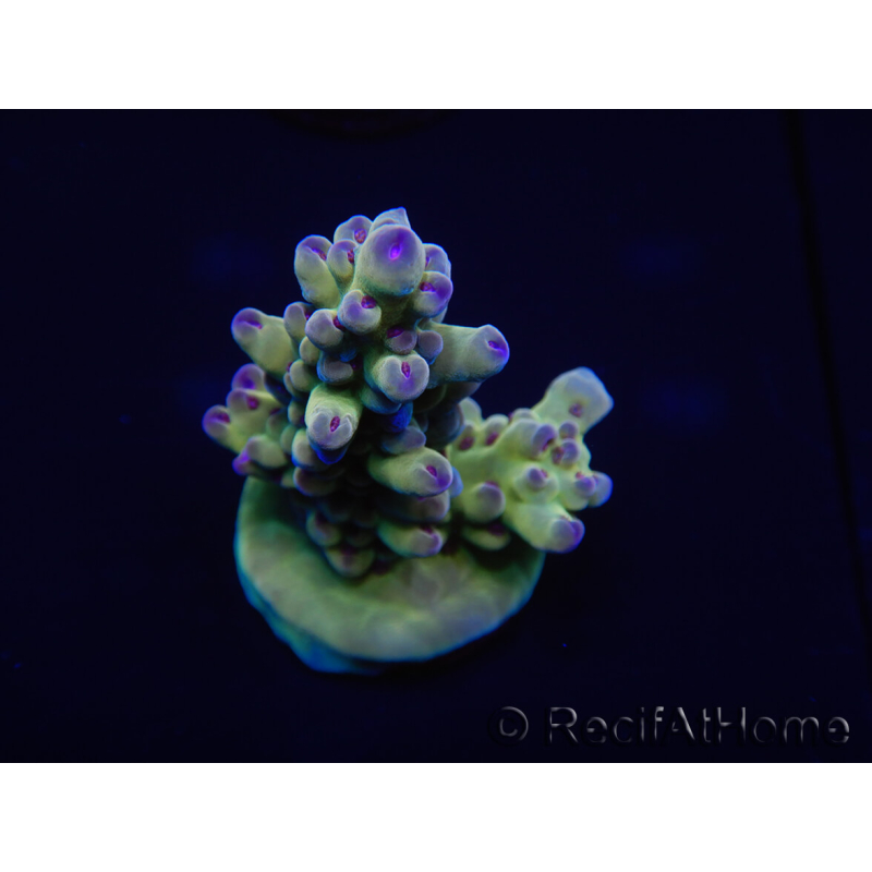 WYSIWYG Acropora millepora 15H9 Maricultura acclimatata a LED