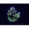 WYSIWYG Acropora millepora 15H9 Maricultura acclimatata a LED