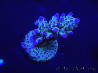 WYSIWYG Acropora robusta 15I1 Mariculture acclimaté led