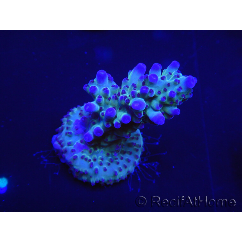 WYSIWYG Acropora robusta 15I1 Mariculture acclimaté led