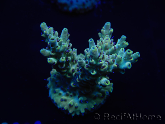 WYSIWYG Acropora robusta 15I2 Maricultura aclimatada led