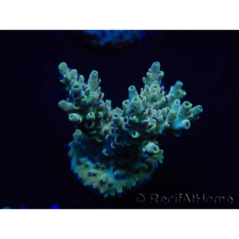 WYSIWYG Acropora robusta 15I2 Maricoltura acclimatata a LED