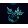 WYSIWYG Acropora robusta 15I2 Maricoltura acclimatata a LED