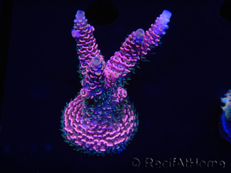 WYSIWYG Acropora robusta 15I3 Australia acclimatato led