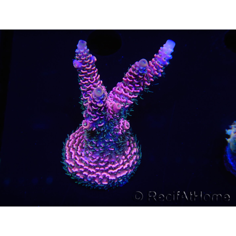 WYSIWYG Acropora robusta 15I3 Australia aclimatado LED